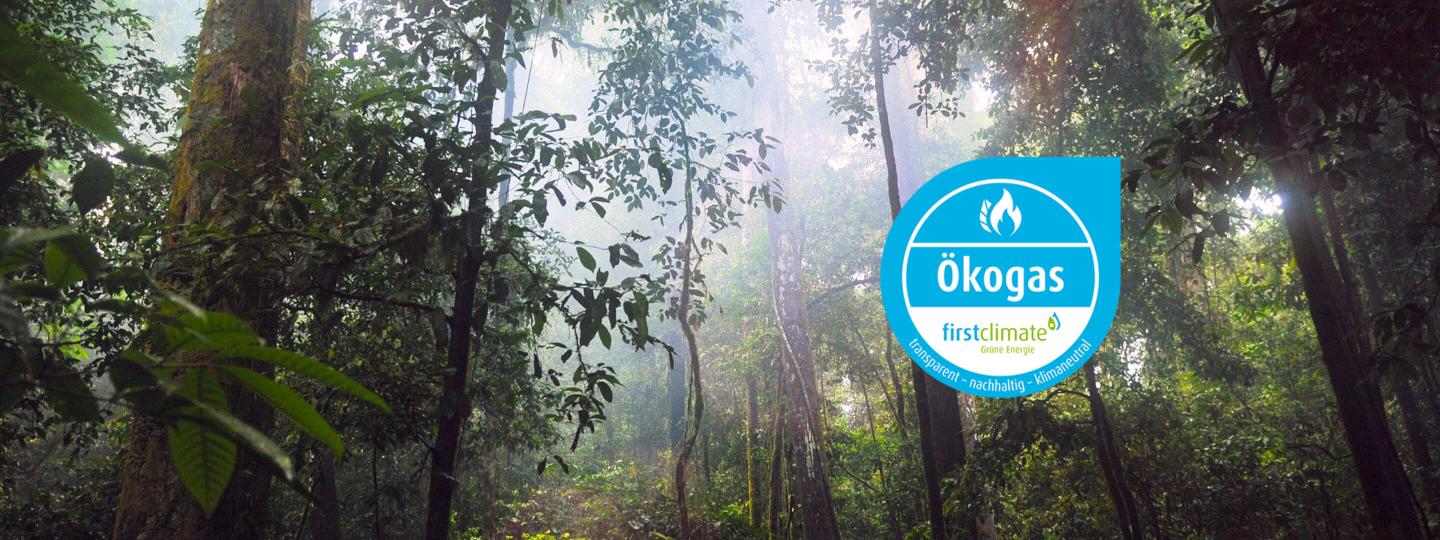 Sonnenstrahlen kämpfen sich durch die Baumkronen des brasilianischen Regenwalds. Ökogas Siegel von FirstClimate 